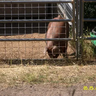 the family 4h project