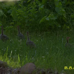 baby turkeys alert to my presents