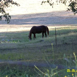 resident horse