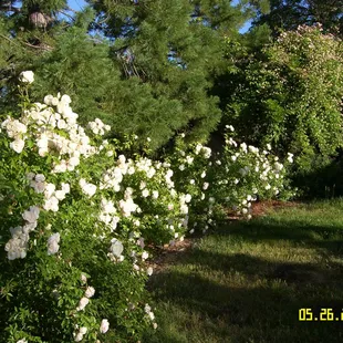 the gardens are lovely in the morning sun