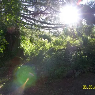 the morning sun sings with a chorus of song birds, bees and butterflies