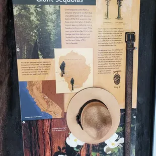 Giant sequoias in Yosemite