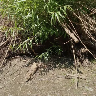 Sewage seeping up from the trenches of hell.