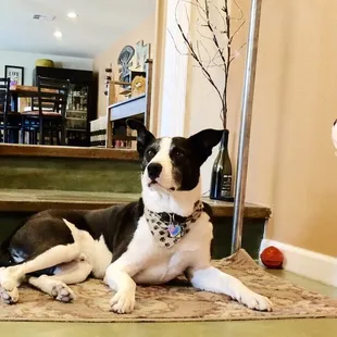 a black and white dog laying on a rug