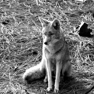 This coyote visited us a few times in the backyard. Some bonehead probably fed it and so it thought we would, too.