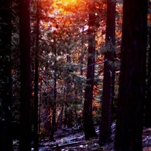The sunset sparkling up the woods behind Yosemite Summit.