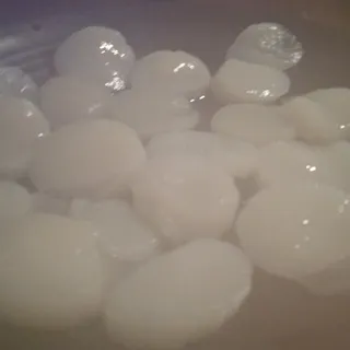Scallops