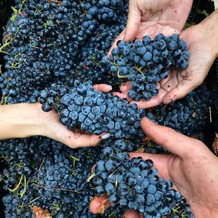 hands holding a bunch of grapes