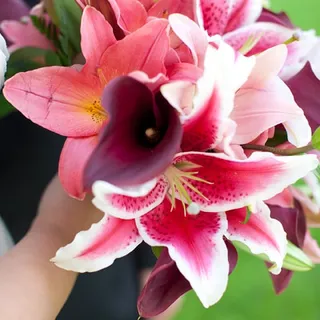 Melissa C.