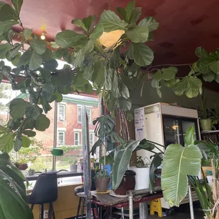 So many plants! I love this fiddleleaf tree at the entrance