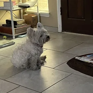 Sydney enjoying the cool tile and fan.