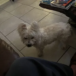 Sydney is waiting to go.