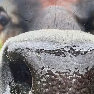 a close up of a cow's nose