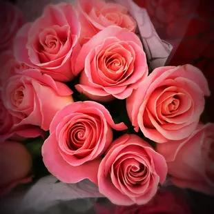Pink roses