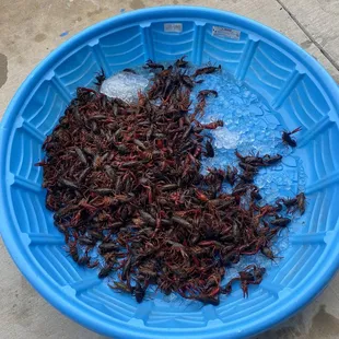 This was all the live crawfish from the 20lbs bag.