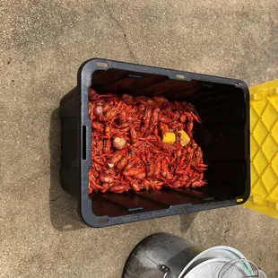 a bucket full of crawfish