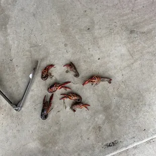 This was the only dead crawfish after going through the 20lbs bag.