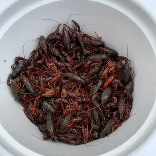 20lbs of Crawfish