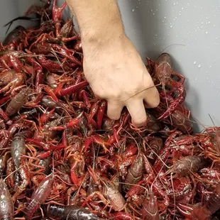 Live Crawfish
