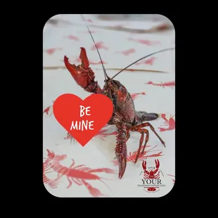 We have LIVE Crawfish Available this Valentines Weekend 2025!