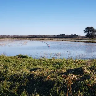 One of our Peaceful Crawfish Fields in Louissiana