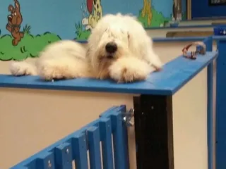 The Grooming Den