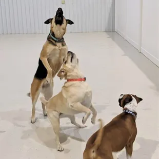Jessie, Subie and Oliver in group play, Simple Play dacyare!