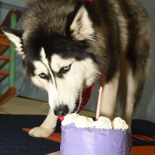 Shelby enjoy&apos;s her birthday cake!