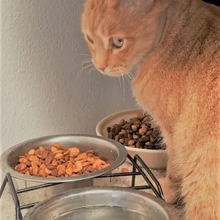 Belle, getting breakfast at home.  :)