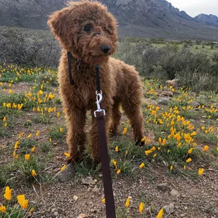 My pup Hugo.