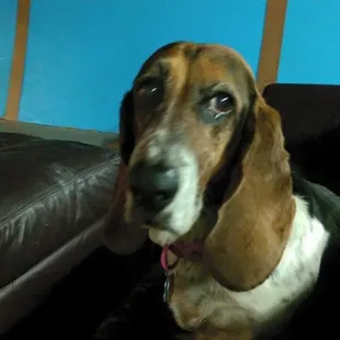 Gracie, on the couch!