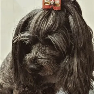 Bikini, after grooming!  Ooo lalal!