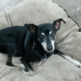 Slicker, enjoying one of our beds.