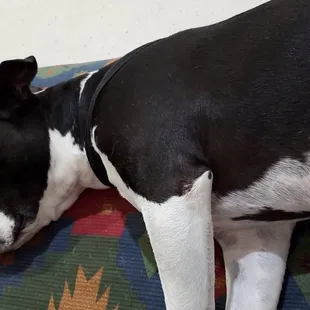Buddy loves his couch time. :)