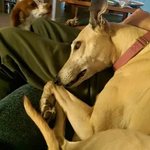 Seba, relaxing.