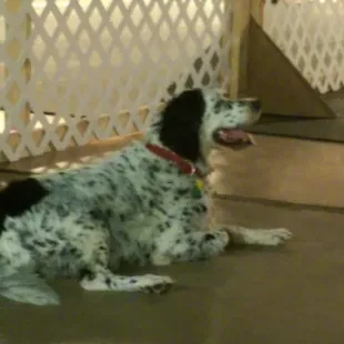 Dakota, resting after a morning exploring the outer yard.