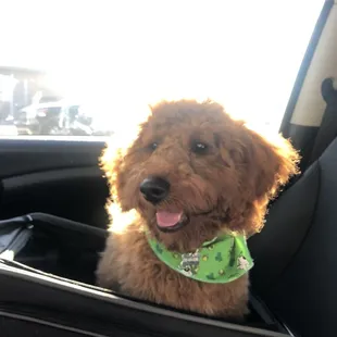 Hugo after his first grooming at Your Pet Space! Love the St. Patrick scarf!