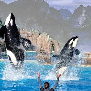 Sea World 
San Diego,  California