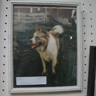 An antique framed DOG photo.