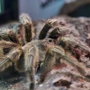 1st Annual Youth Science Institute (YSI) Earth Day Celebration at Alum Rock Park