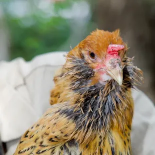 1st Annual Youth Science Institute (YSI) Earth Day Celebration at Alum Rock Park