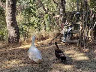 Weinberger Homestead In Silicon Valley