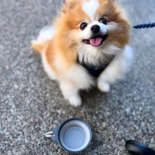 Three dog-friendly tables outside!