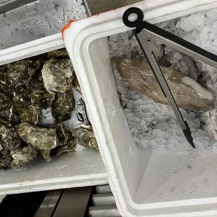 the inside of a cooler filled with oysters