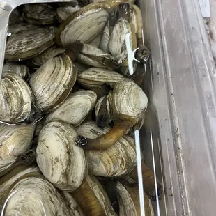 a container full of clams