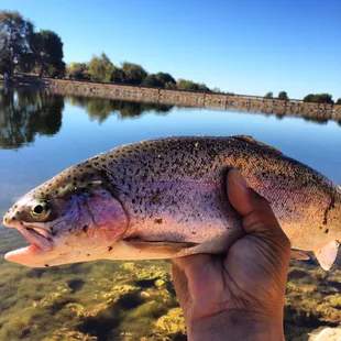 Caught this rainbow on marshmallow color powerbait.