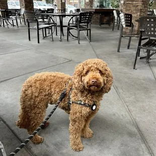 Dog friendly!