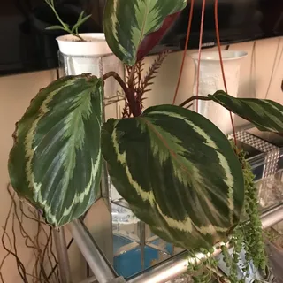 Teriyaki Chicken Rice Bowl