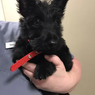 Scottish Terrier puppy aka the "Scottie"