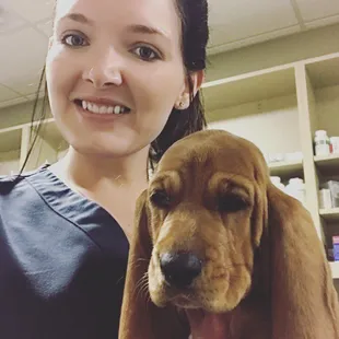 Baby Joy the Basset Hound is just too cute! #puppykisses #vettech #basset